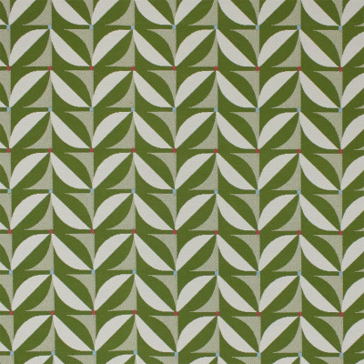 F6239 Fern
