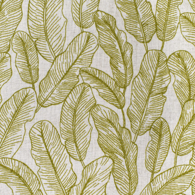 S3956 Fern